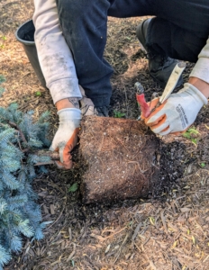 Using his pruners, Matthew scarifies the root ball, meaning he makes intentional cuts along the side to stimulate growth. I do this with all new plants before they are placed in the ground.