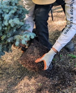 He also teases the roots on the bottom. Scarifying the root ball also helps with nutrient absorption by loosening the roots and allowing them to expand into the new soil.
