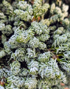 Look at this interesting specimen - Abies koreana 'Kohout's Ice Breaker.' This is a dwarf, evergreen conifer that develops into a small, broadly pyramidal tree. It has short, stubby branches with flat, curved silvery blue and white needles and an incredibly slow growth rate.