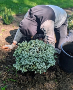 Matthew backfills and levels the surrounding soil. This specimen's spherical shape shows it is still young.