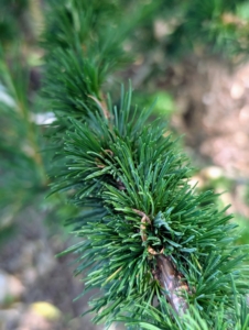 The twisted, turning branches bear clusters of bright green needles in spring, turning dark green in summer, and golden-yellow in fall.