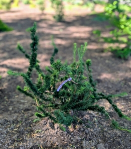 Another interesting conifer is this European larch, Larix decidua 'Krejci.' This is a twisted dwarf conifer that is also a slow grower with an interesting shape and habit. It is native to the mountains of central Europe, in the Alps and Carpathian Mountains, and in lowland populations of northern Poland.