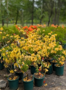 The best time to shop for azaleas is when they are in bloom, so one can see their bright colors and forms. When buying azaleas, always select plants that are sturdy, well-branched, and free of insect damage or diseases. And, avoid plants with weak, spindling growth and poor root systems.