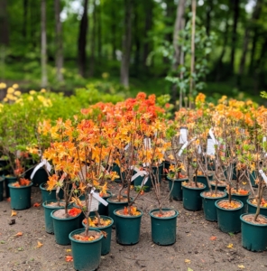 Azaleas are flowering shrubs in the Ericaceae family, which includes blueberries and mountain laurel. They are also all rhododendrons and members of the genus Rhododendron. These azaleas will get lots of filtered sunlight throughout the day here at the pond.