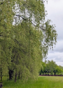 Within the next few years, the younger weeping willows will stand out just as gracefully as these trees, creating a shaded allée leading to my refurbished pond.
