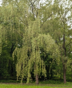 Weeping willows are upright, fast-growing, deciduous trees that can grow up to 80-feet tall. Because of their massive root systems, they need a fair amount of room to grow. They also prefer wet feet and are often planted on the banks of streams and rivers to prevent erosion.