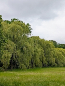 Anyone who drives by this hayfield at my farm can see these tall weeping willows along one edge. I planted most of them about 12 to 15 years ago.