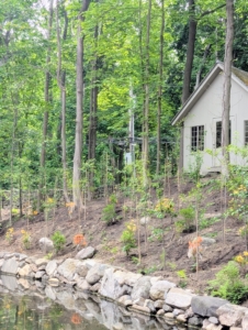 Many azaleas, ferns and birch trees are also planted along this side, in front of the small "ice house."