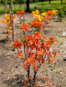 Azaleas are generally healthy, easy to grow plants. Some azaleas bloom as early as March, but most bloom in April and May with blossoms lasting several weeks.