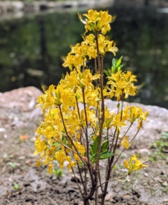 Many azaleas have two to three-inch flowers and range in a variety of colors from pink to white to purple, red, orange, and yellow. Azalea petal shapes range from narrow to triangular to overlapping rounded petals. They can also be flat, wavy, or ruffled.