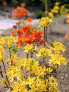 Around my newly refurbished pond, I wanted to plant different shades of orange and green.
