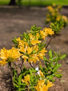 It’s also important to keep azaleas where they can be protected from midday and winter sun to prevent leaves from drying out and burning.