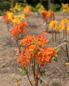 My gardeners and I always keep track of those varieties that do well in the garden, so we know what kinds we can add again.