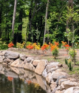 Here is a view of one side of the pond where one can see a combination of different azaleas. They will fill in the area so beautifully in the coming years.