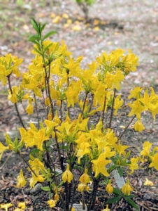 Some azaleas, including native types, can reach towering heights of 20 feet or more. Dwarf azaleas grow two to three feet tall, and many garden azaleas stay four to six feet in height with as wide a spread.