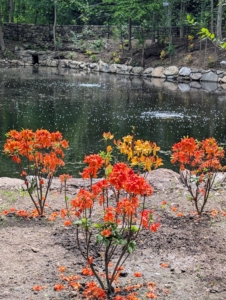 I am so proud of this developing azalea garden – I can’t wait until next spring when there are even more blooms to enjoy.