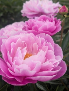 Flower colors come in pink, white, yellow, red, and coral and the various shades and tints of each.