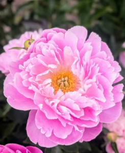 There are approximately 33 to 40 different species of peony.