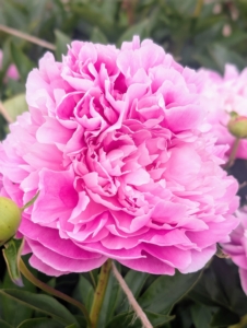 The majority of peonies are hybrids and classified as herbaceous, or as deciduous tree peonies. The peony is showy, frilly with tuberous root systems.