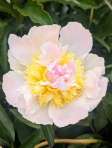 Peonies are considered northern flowers – they tolerate and even prefer cold winter temperatures. They are hardy in zones 3 through 8 and need more than 400-hours of temperatures below 40-degrees Fahrenheit annually to break dormancy and bloom properly.