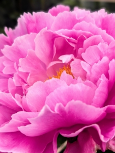 I hope you can enjoy the peonies where you are.