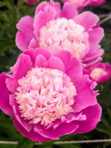 The peony’s fragrance can vary, but most have sweet, clean scents. And, do you know… pink peonies tend to have stronger fragrances than red peonies? Double form white peonies are also very aromatic.