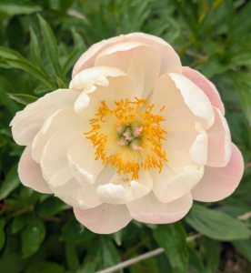 Semi-double peonies are those which have single or double rows of broad petals encircling more broad petals and an exposed center crown.