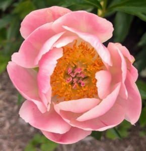 The only disadvantage of peonies is that each field yields one crop of cut flowers for a couple of weeks only once a year, and then that’s it – until the next season when they bloom with splendor once again.