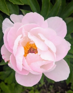 Peony blooms range from simple blossoms to complex clusters with a variety of petal forms.