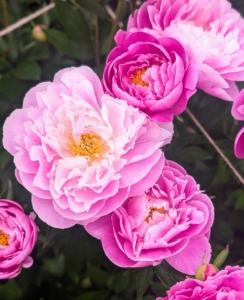Of all the flowers at my farm, one of the most anticipated is the sight of these blooming herbaceous peonies. Everyone is always so excited to see this peony garden explode with color.