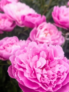 For the most part, peonies are disease resistant. They do, however, take some time to get established, so be patient. And if you happen to see ants crawling on your peonies, don’t worry. The insects are attracted to the sugary syrup produced by the buds. Once the flower opens fully, and the sucrose has been finished, the ants disappear.