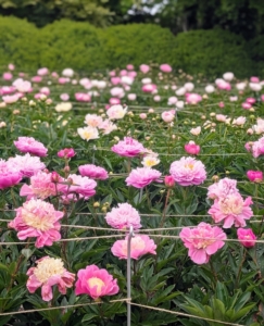 Among the varieties in my collection – ‘Elsa Sass’, ‘Victorian Blush’, ‘Fringed Ivory’, ‘Martha’, ‘Madylone’, ‘Lullaby Coos’, ‘Vivid Glow’, ‘Angel Cheeks’, ‘Miss America’ and ‘Flying Pink Saucers’.