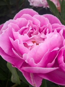 Peonies are one of the best-known and most dearly loved perennials – not surprising considering their beauty, trouble-free nature, and longevity.