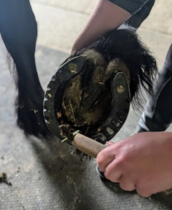 Cleaning a horse’s hooves is also very important. They should be picked daily. A hoof pick is used to remove dirt, stones, and other debris – particularly in the grooves beside the frog. Regular hoof cleaning can prevent thrush, a foul-smelling bacterial infection.