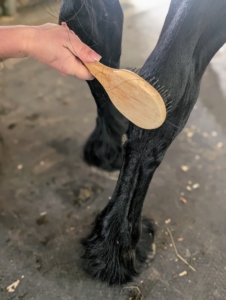 Helen also combs the legs. Because all the horses are groomed every day, they are quite used to this process.