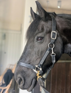 This is Bond, one of the 10-equine residents in my stable. He is a Friesian. The Friesian is most often recognized by its bold black coat color. They have long, arched necks and well-chiseled, short-eared, “Spanish-type” heads. They also have powerful, sloping shoulders, compact, muscular bodies with strong hindquarters, and low-set tails. Bond needed a new saddle that was better-fitting for his body shape and comfort.