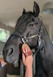 Before going out on a ride, Helen grooms Bond. Grooming a horse does more than just clean the animal. It is also a good way to assess the horse’s skin and coat for any abnormalities that may necessitate veterinary care. A horse’s face should always be kept as clean as possible.