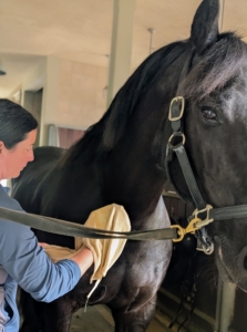 Grooming can be very soothing, and for many horses, it helps stimulate circulation. For young horses, it’s a good time to practice standing still, being patient, and being touched. Here, Helen wipes down his coat. Bond is secured to cross ties for safety.