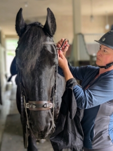 Finally, Helen puts on Bond's halter. This leather halter fastens onto the horse’s head to make leading and handling easier. He is ready for a good, comfortable ride around the farm.