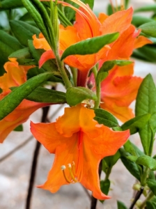 This is Azalea 'Red Pepper.' This native azalea is an Aromi hybrid with deep red buds in early spring that open to these brilliant, ruffled orange flowers.