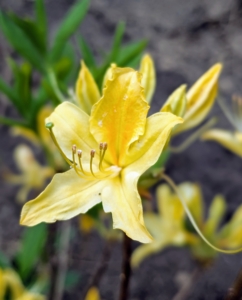 And this is Azalea 'Sea Breeze' with trusses of lemon gold blossoms. It will grow five to eight feet tall and blooms in late spring to early summer.