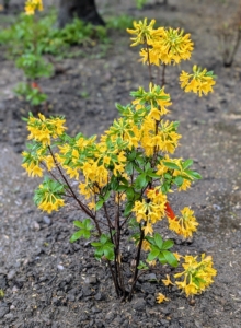 'Sunstruck' is a bit bolder in color. It features tubular funnel-shaped, wavy-edged lobes in vivid yellow.