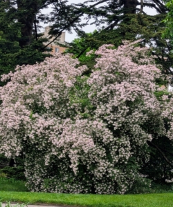 This is a beautybush, Kolkwitzia amabilis 'Pink Cloud' in full bloom. This tree is a member of the honeysuckle family and boasts clusters of bell-shaped, pink flowers with yellow throats in mid-spring.