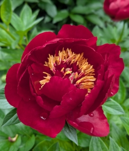 This peony variety is called 'Buckeye Belle.' It's a semi-double, velvety, dark red flower held on sturdy stems.