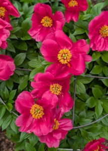And this is 'Burma Joy' - soft red blossoms that are single and tulip-cupped shaped that grow to a height of up to 28-inches. If you're in the New York City area this weekend, go to the New York Botanical Garden -there's so much to see, enjoy, and learn.