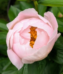 Peony ' Chiffon Clouds' is a very soft salmon color with ruffled petals. It grows to 36-inches in height with good stem strength, fragrance, and reliable foliage.