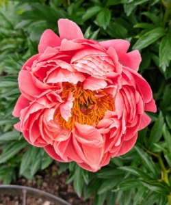 Paeonia 'Coral Charm' has huge bowl shaped flowers with bold coral color. The color lightens to a pale cream deeper into the bloom.