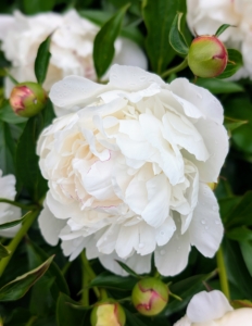 And Paeonia 'Festiva Maxima' is a double, white peony with edges accented with crimson. This variety is a longtime favorite for growers - it originated in France in 1851.