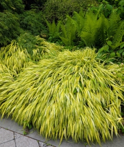If you're looking for interesting grasses, this is a golden-variegated Hakone grass, Hakonechloa macra 'Aureola.' Ornamental grasses require little maintenance. It thrives best in a location with partial shade and moist, well-drained soil rich in organic matter.