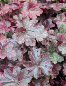 Recognize this perennial? I have these plants growing at my farm. It's Heuchera, also known as coral bells. This variety is 'Midnight Rose" with dark purple to almost black leaves and pink spots that change color in summer.
